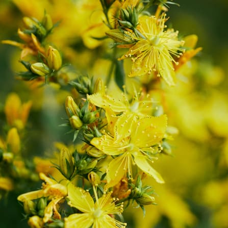 Close-up of bright yellow flowers and buds with soft green bokeh in the background.