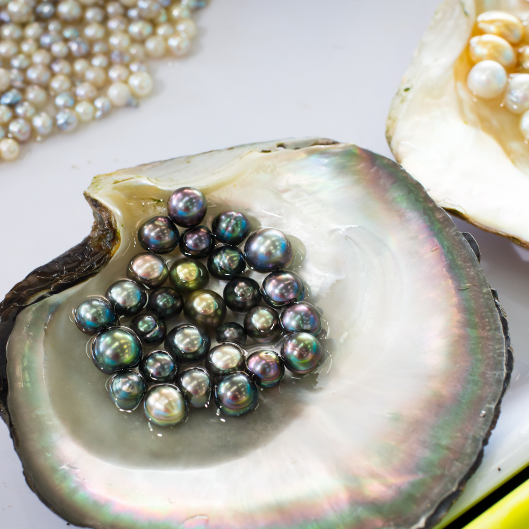 Pearl Oysters