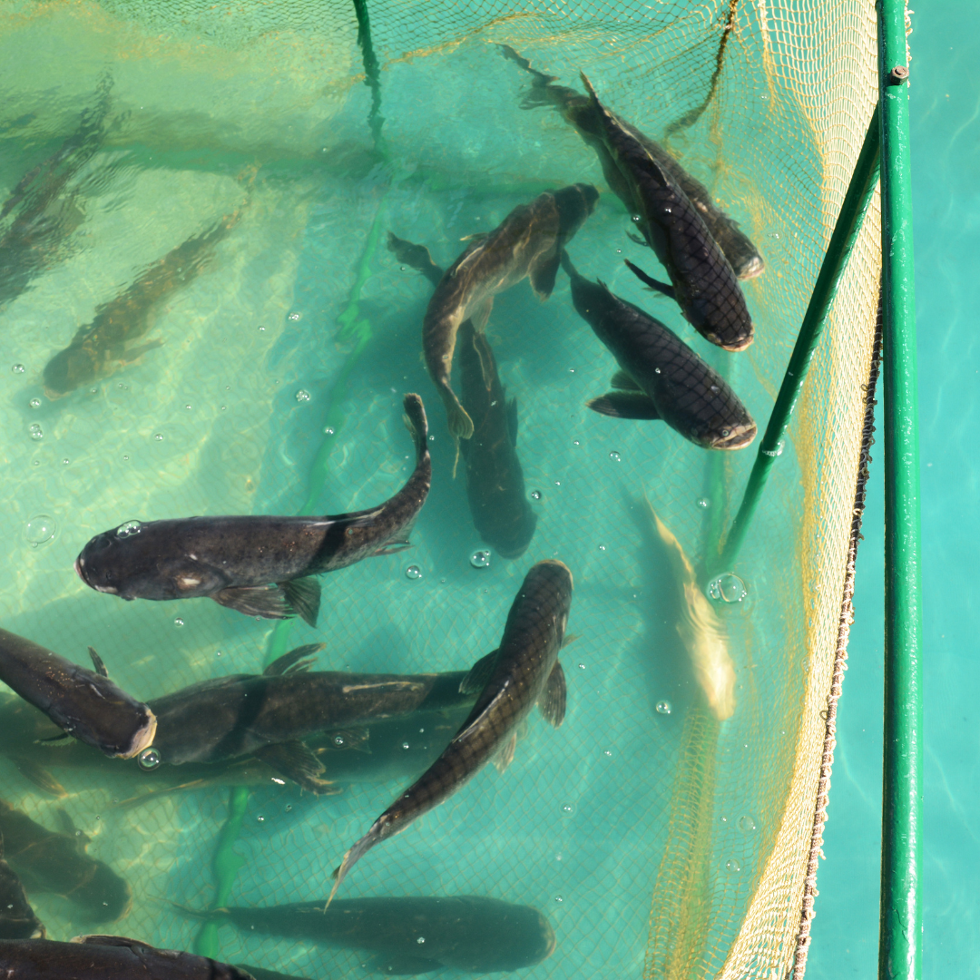 Fish