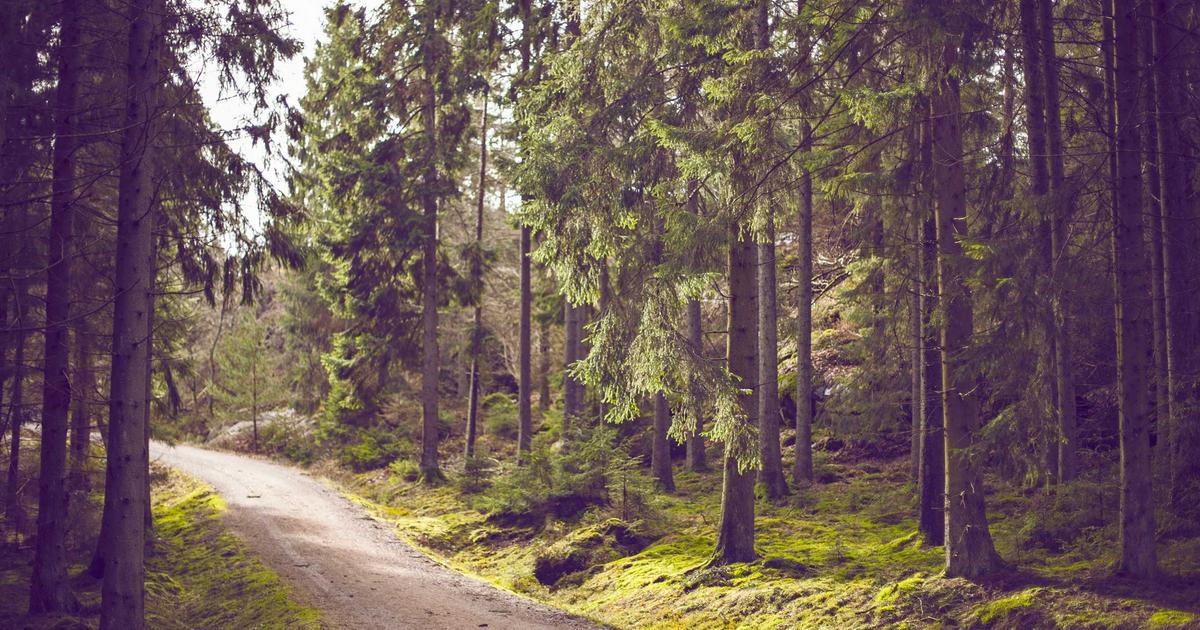 Sakana AI & NVIDIA: TwELL Boosts Inference 20.5% with CUDA