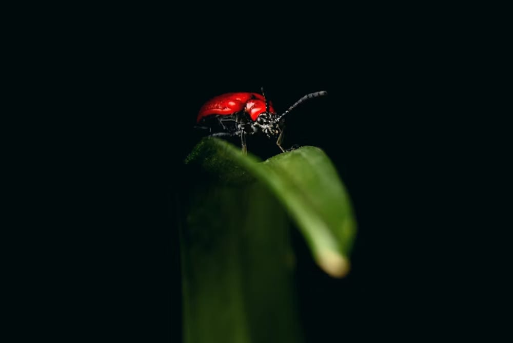 Midjourney v7 Prompt Bugs: Fix Stylization Issues and Master New Syntax Changes