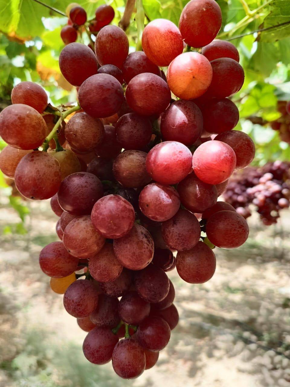 RM Fresh — Premium Egyptian Agricultural Exports