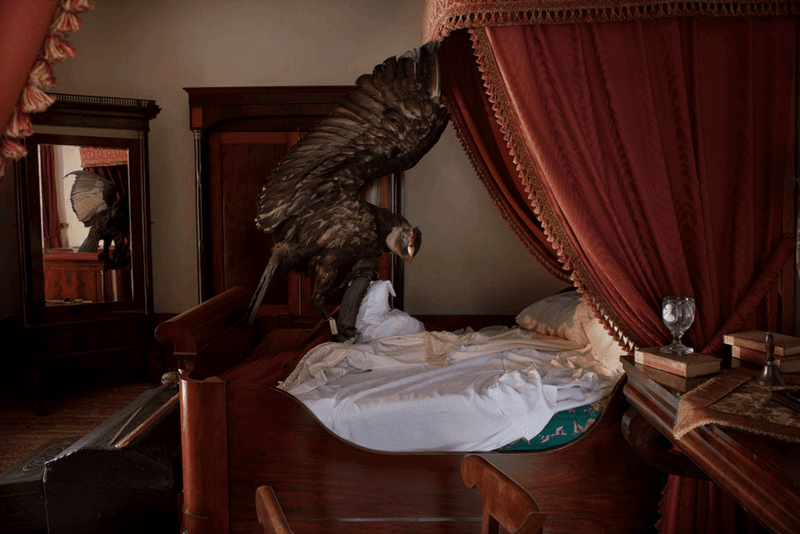 Condor Andino (vulture gryphus) en cama del héroe. Ornitología Bolivariana- La fábula de los pájaros
