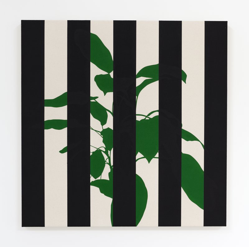 Dieffenbachia (Black)