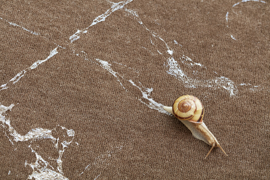 Le lâcher d'escargots