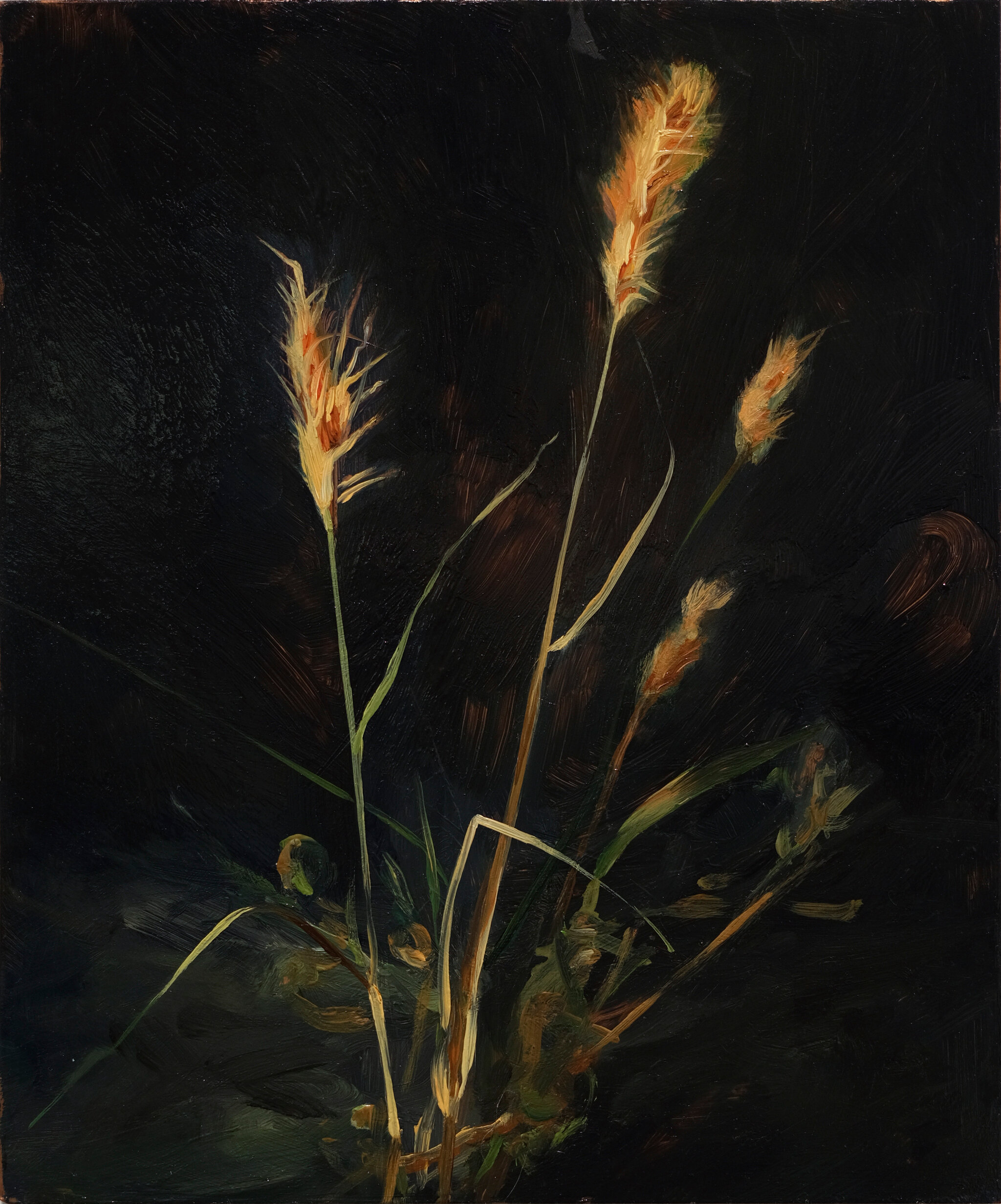 Obsidionale (Brome à balais)