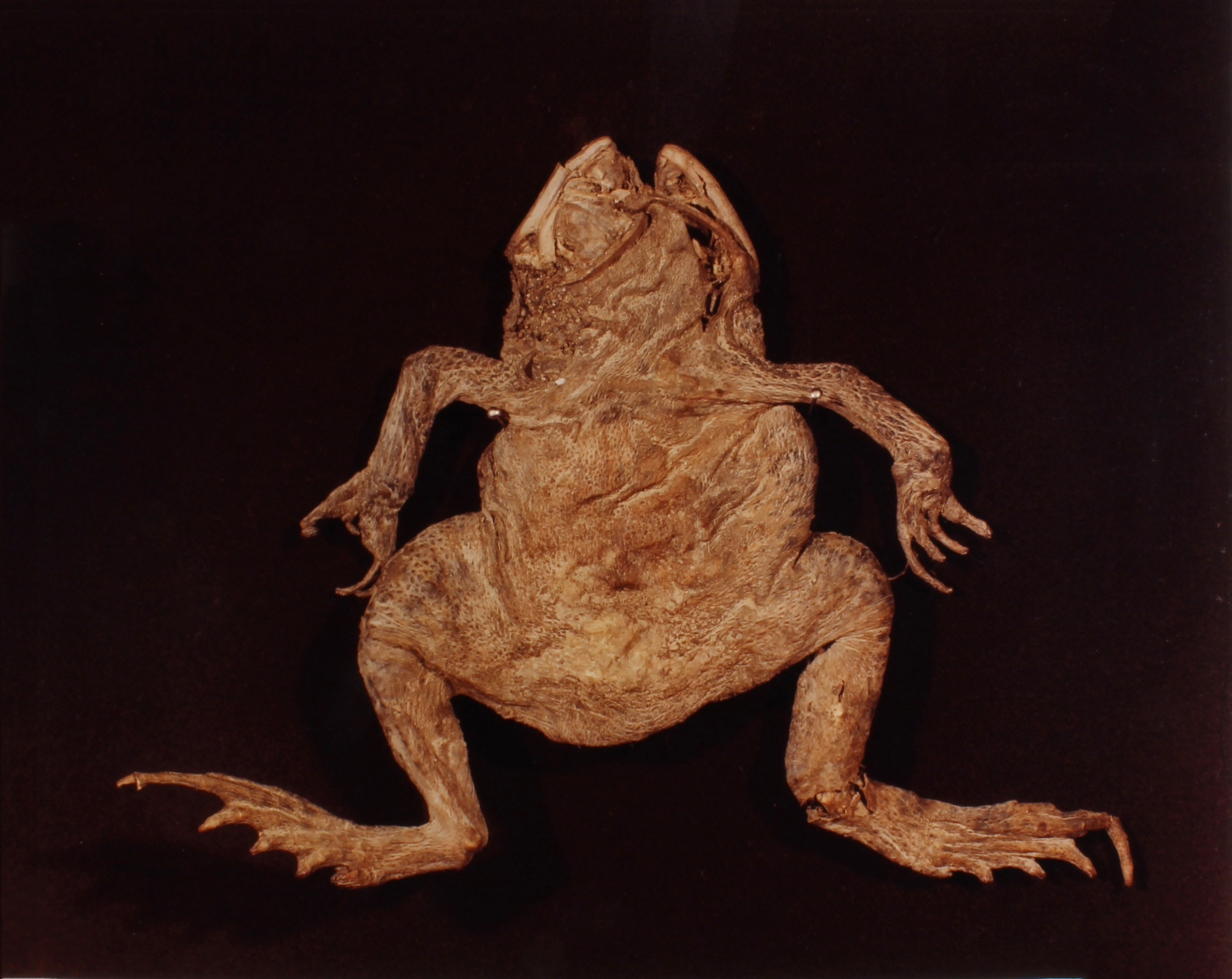 Garden-Toad