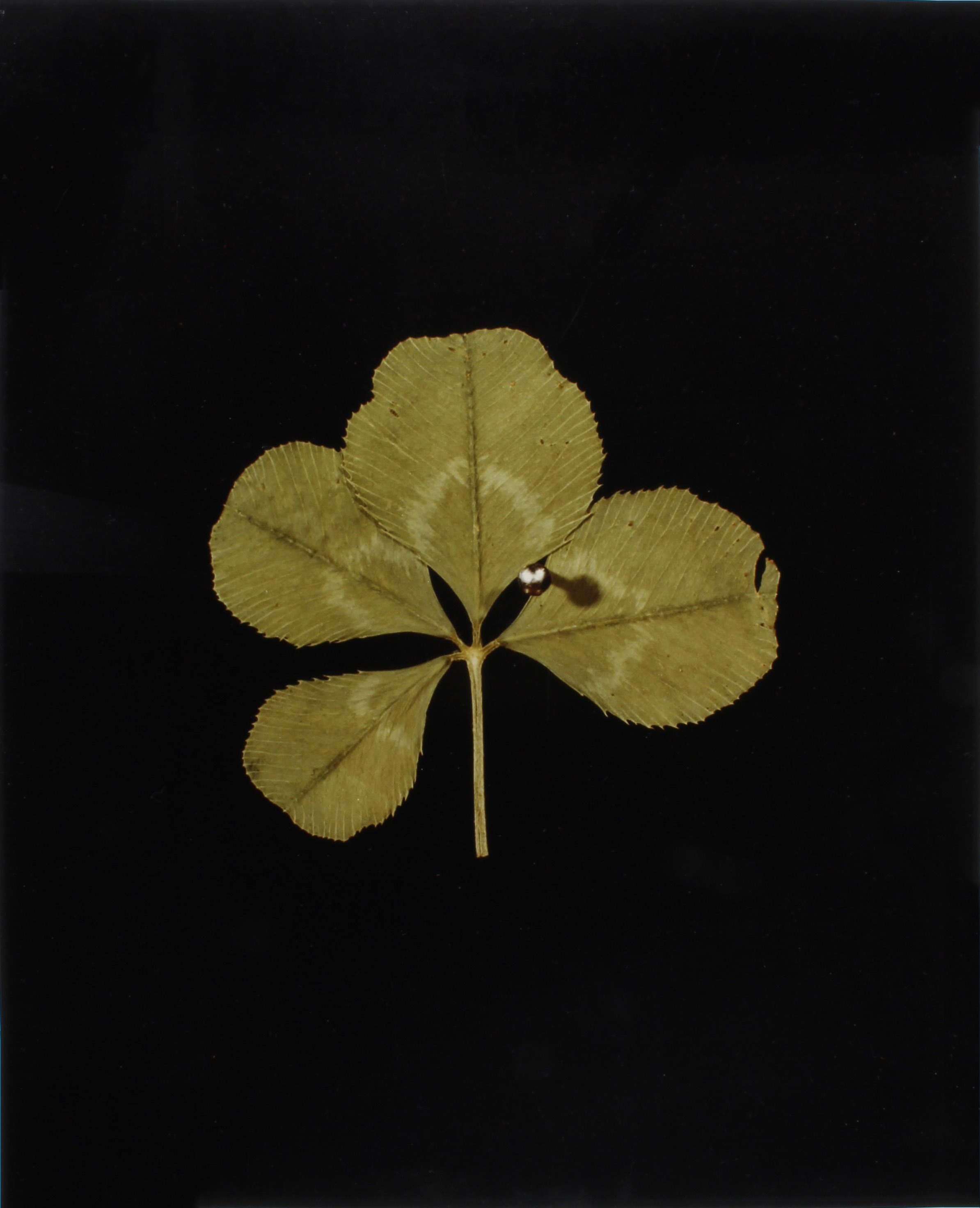 White-Clover