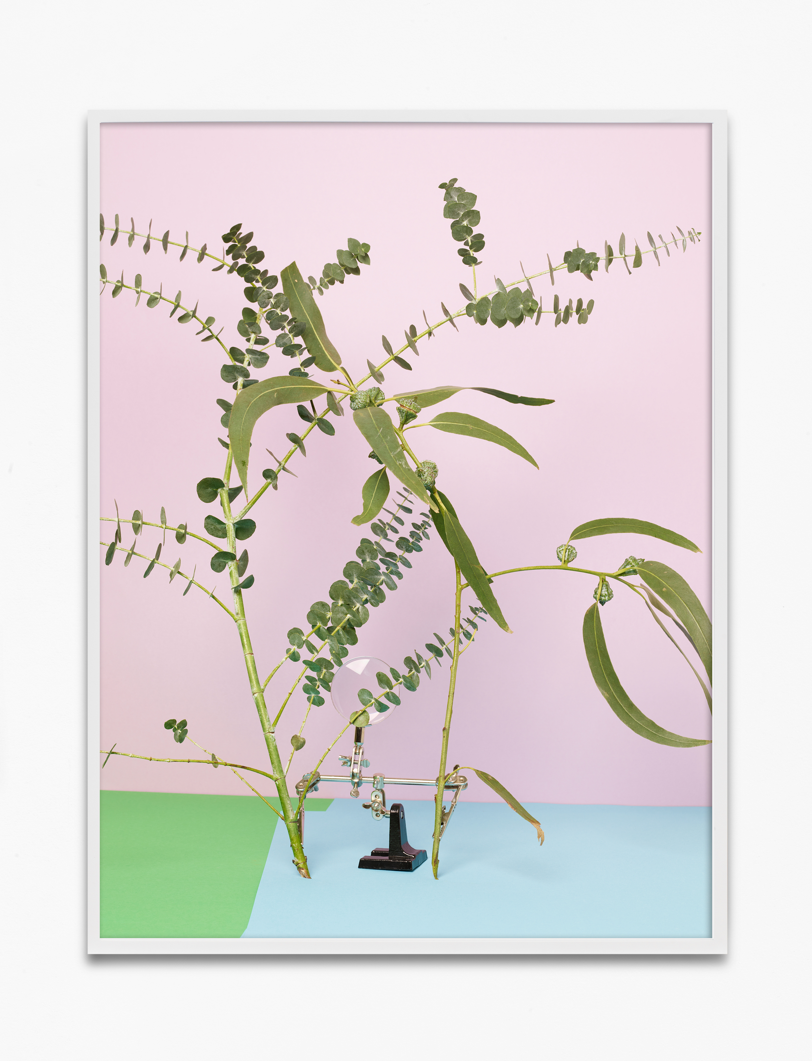 Eukalyptus