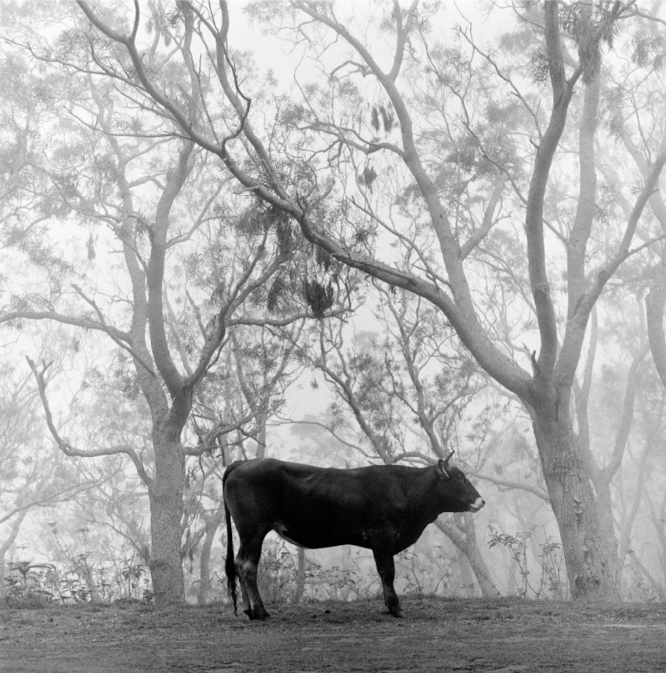 L'animal, île de la réunion