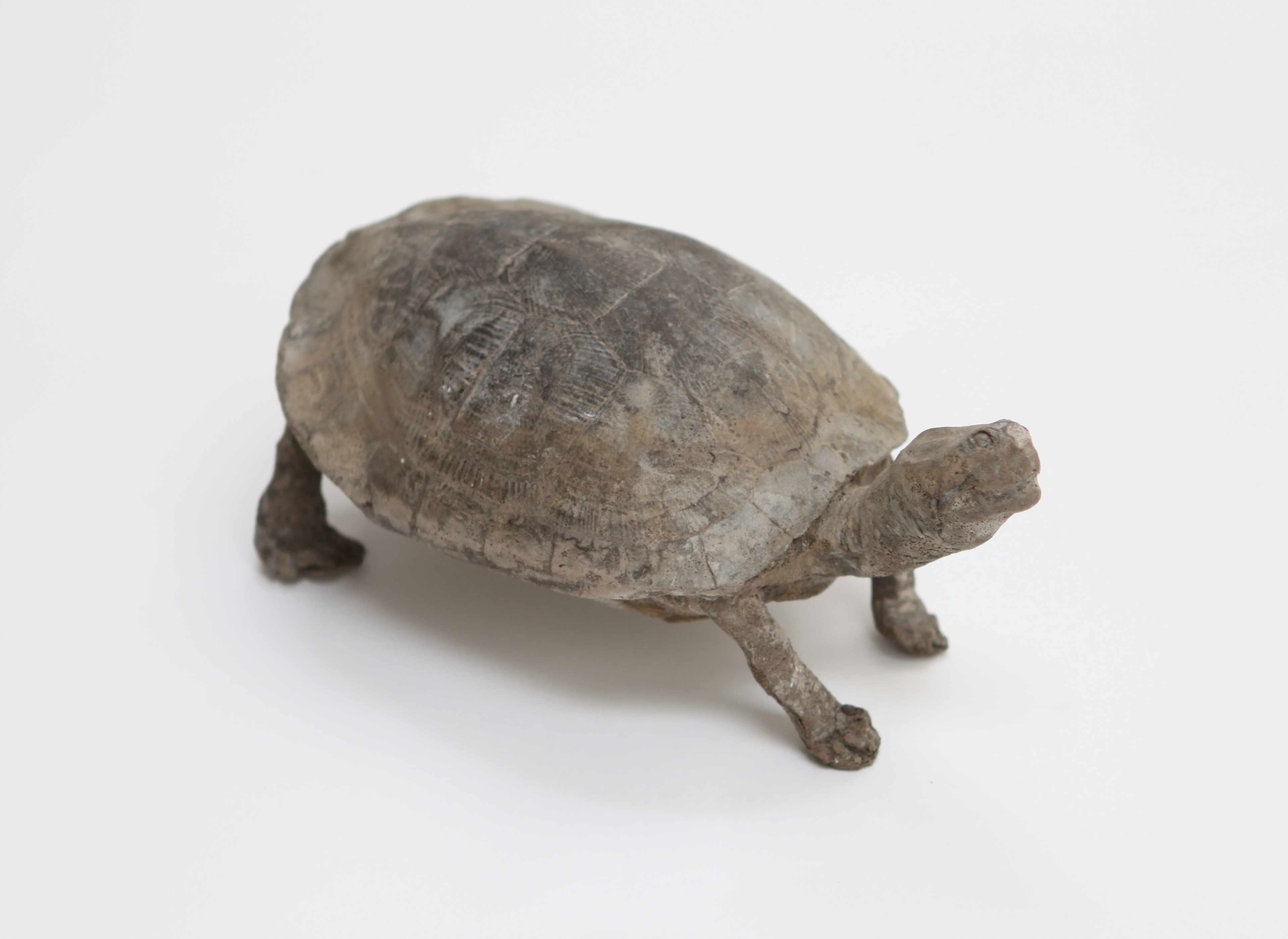 Untitled (Tortoise)