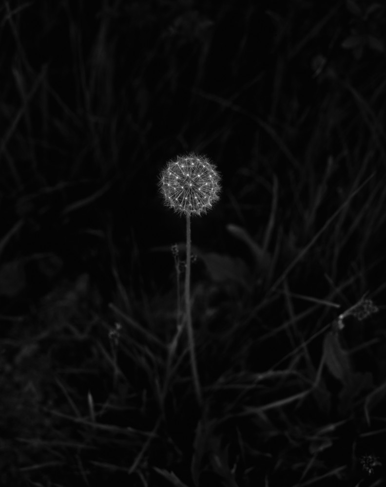 Dazzle