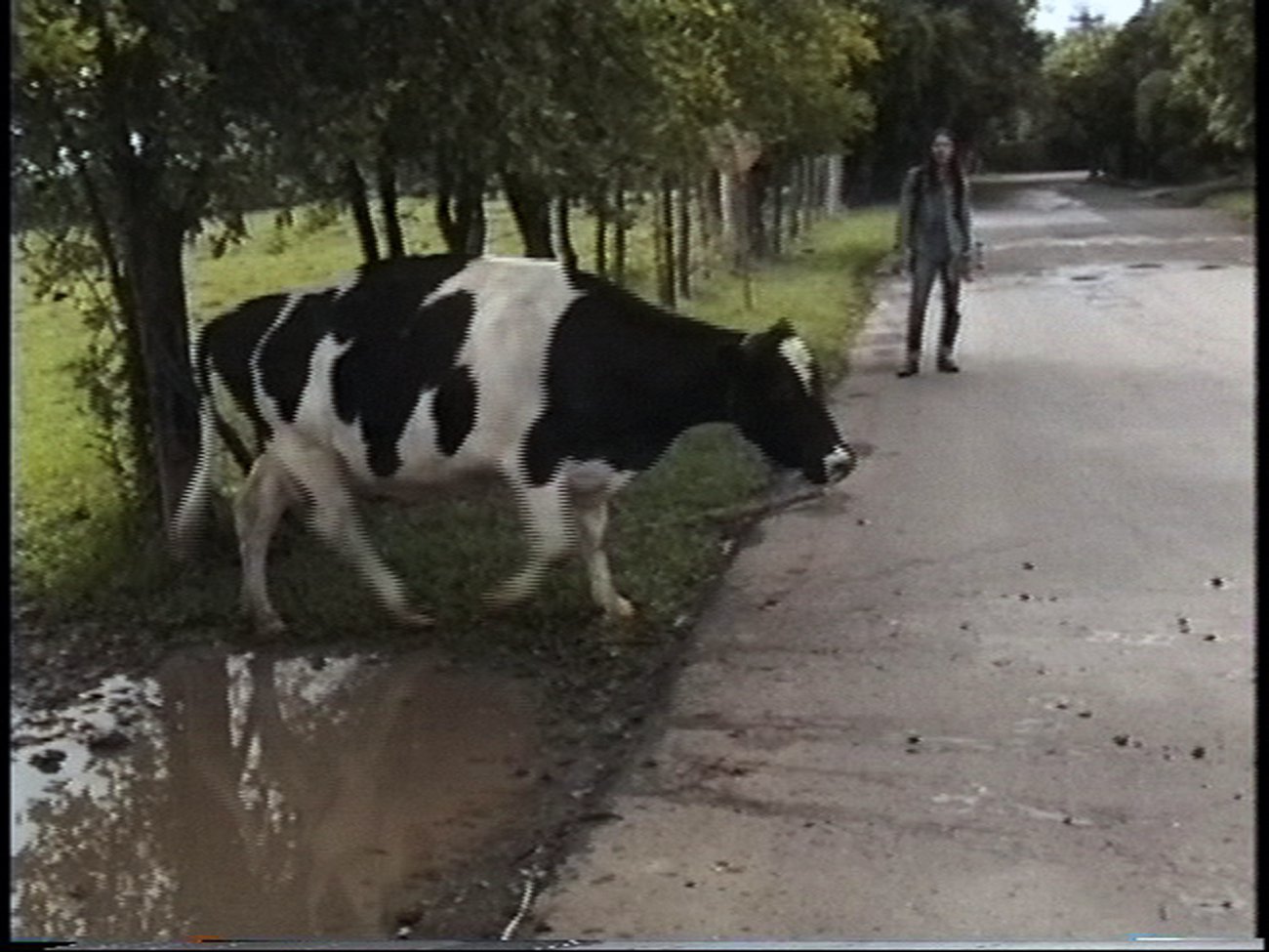 El valle de los hongos