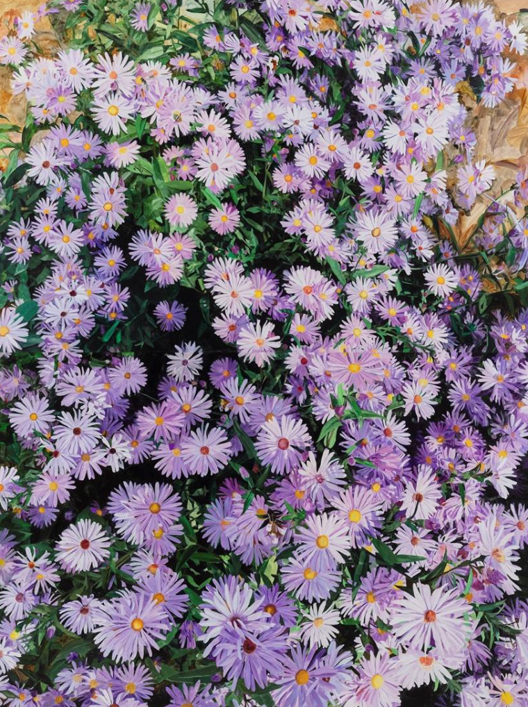 Purple Daisy