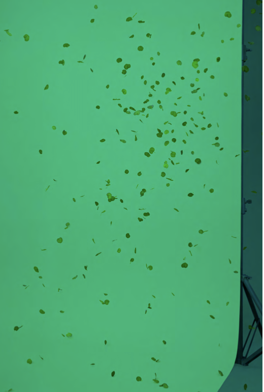 If We Delete Green, If We Start to Care About Plants No.4