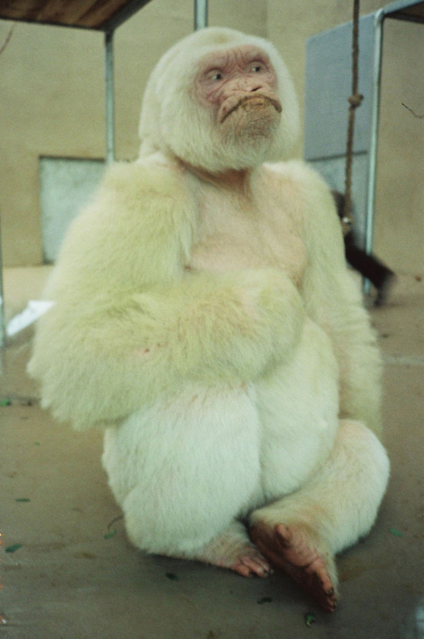 Southern Hemisphere (White Gorilla Photo)