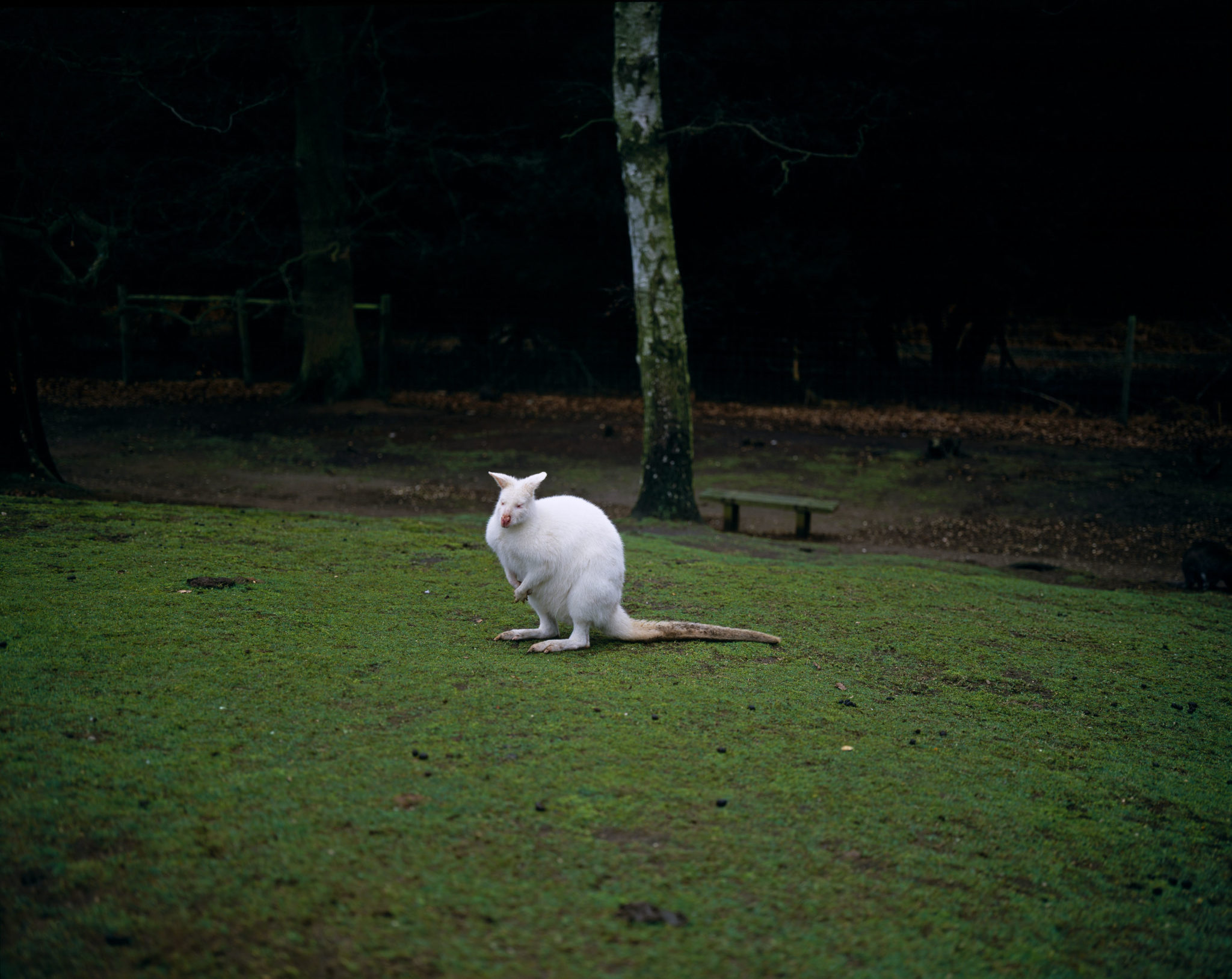 Albino