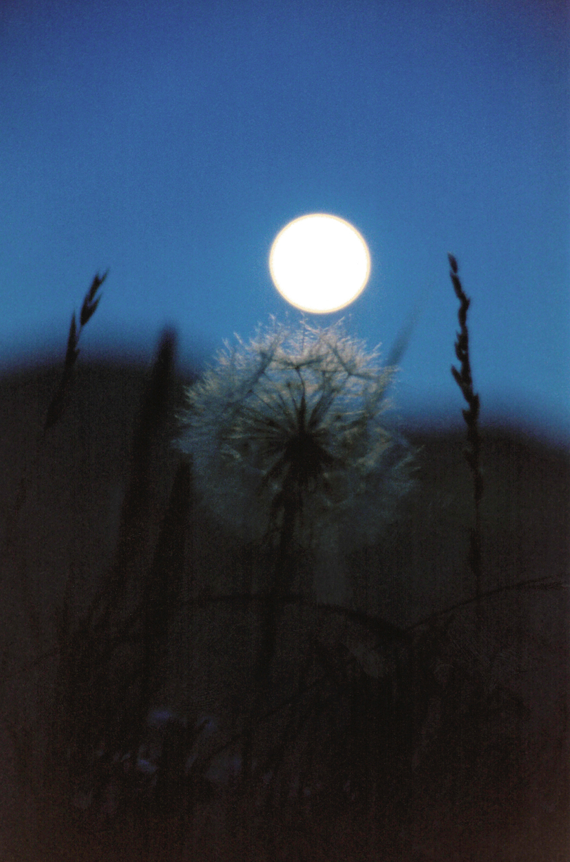 The Open Land by Moonlight (1993)