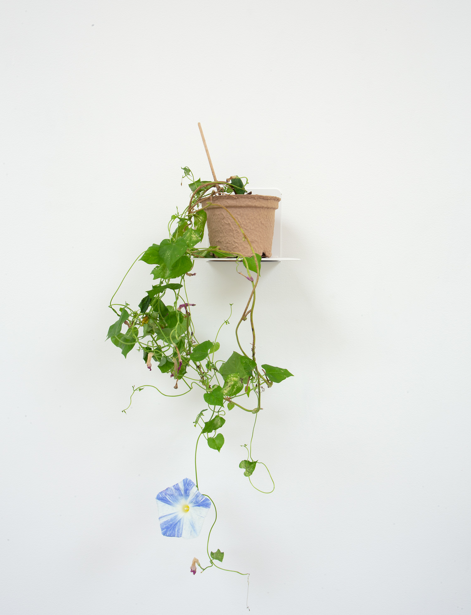 Tricolor Morning Glory
