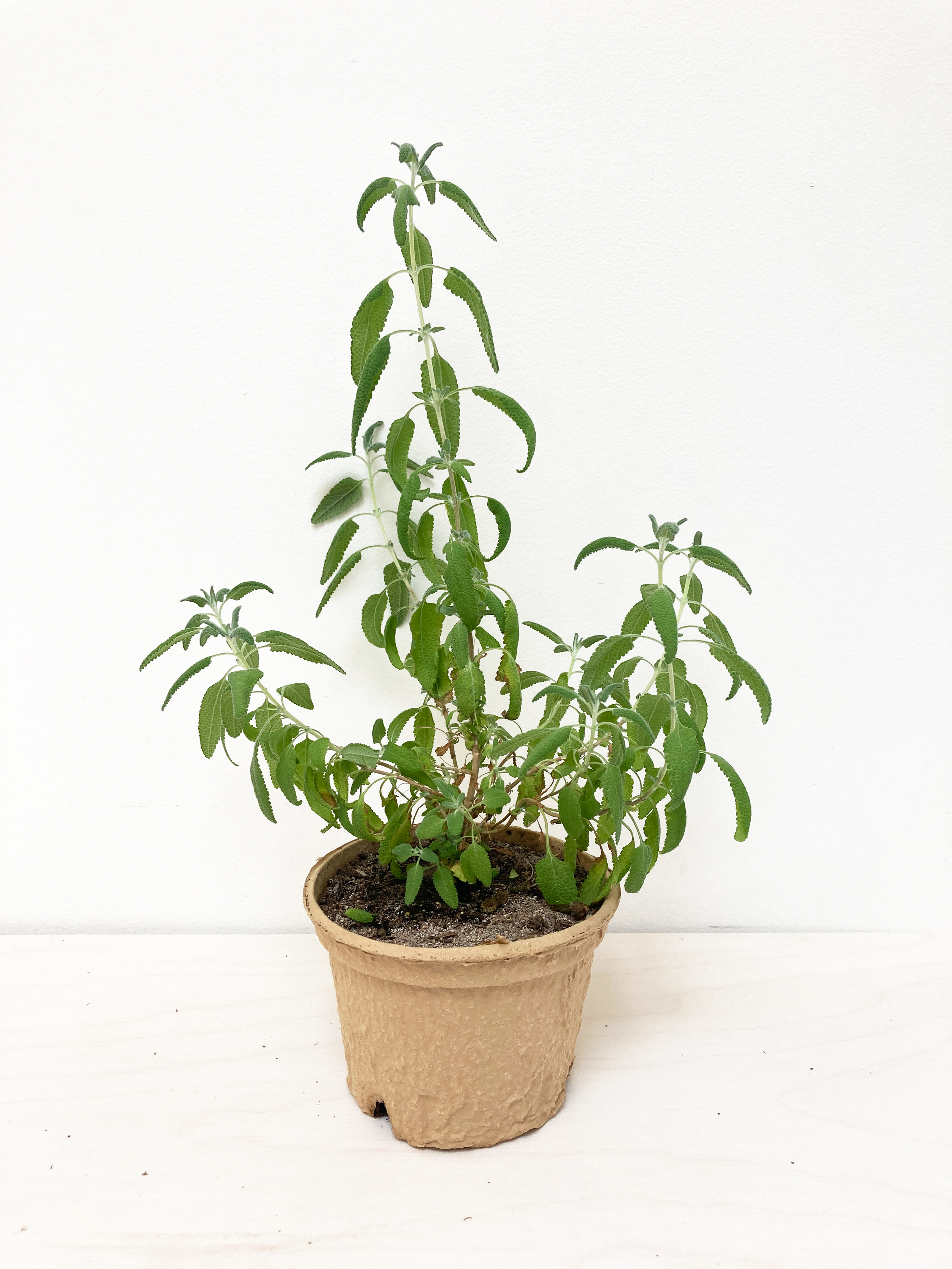 Purple Sage (Hybrid) - Salvia leucophylla