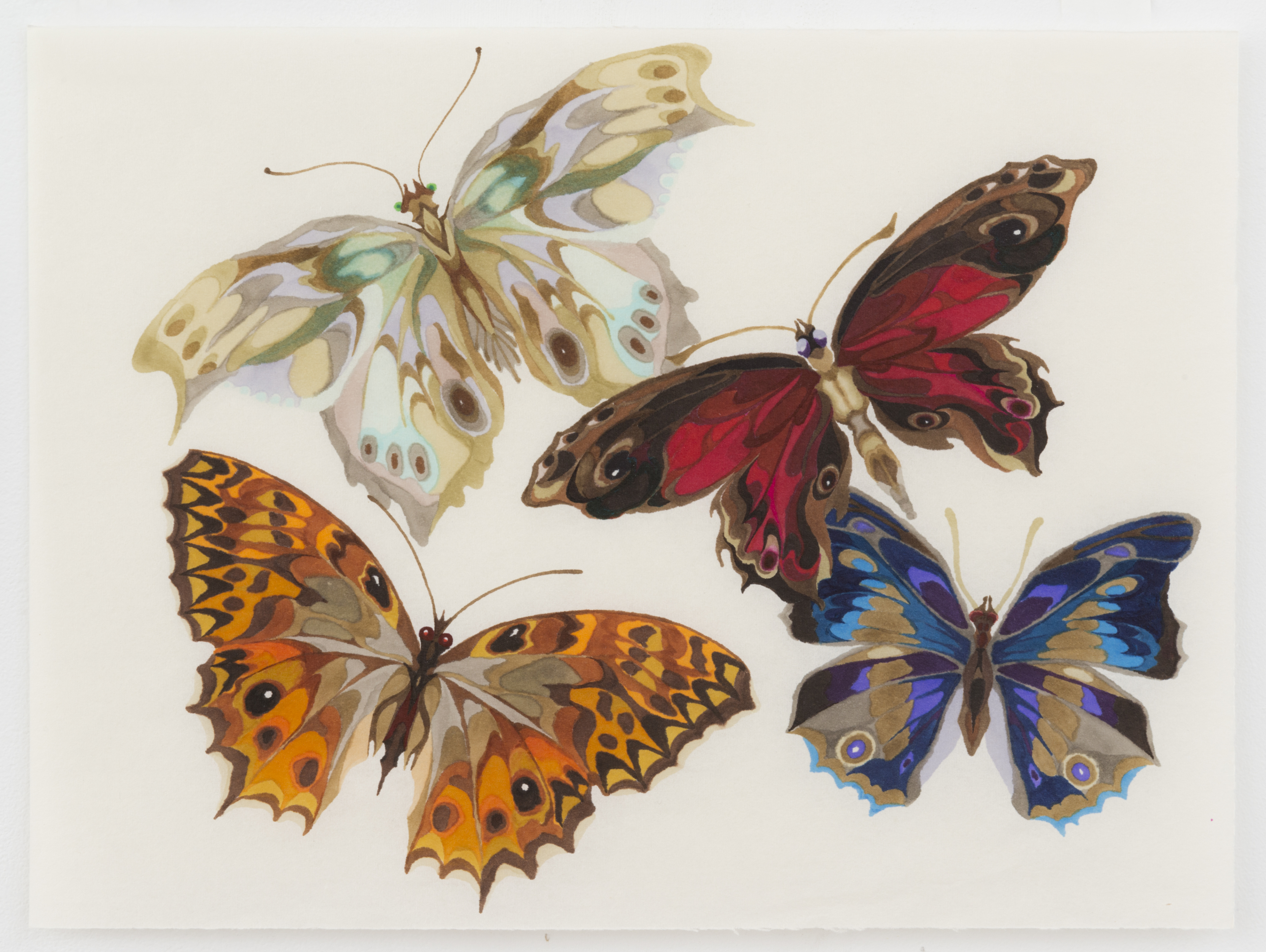 Untitled (butterﬂies)