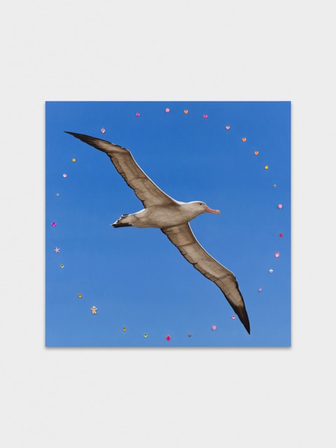 Albatross with Gloriole
