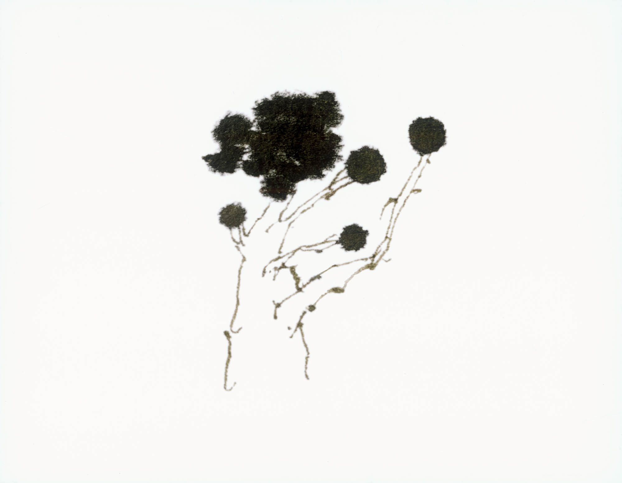 Ever Goya THE PRINT PORTFOLIO