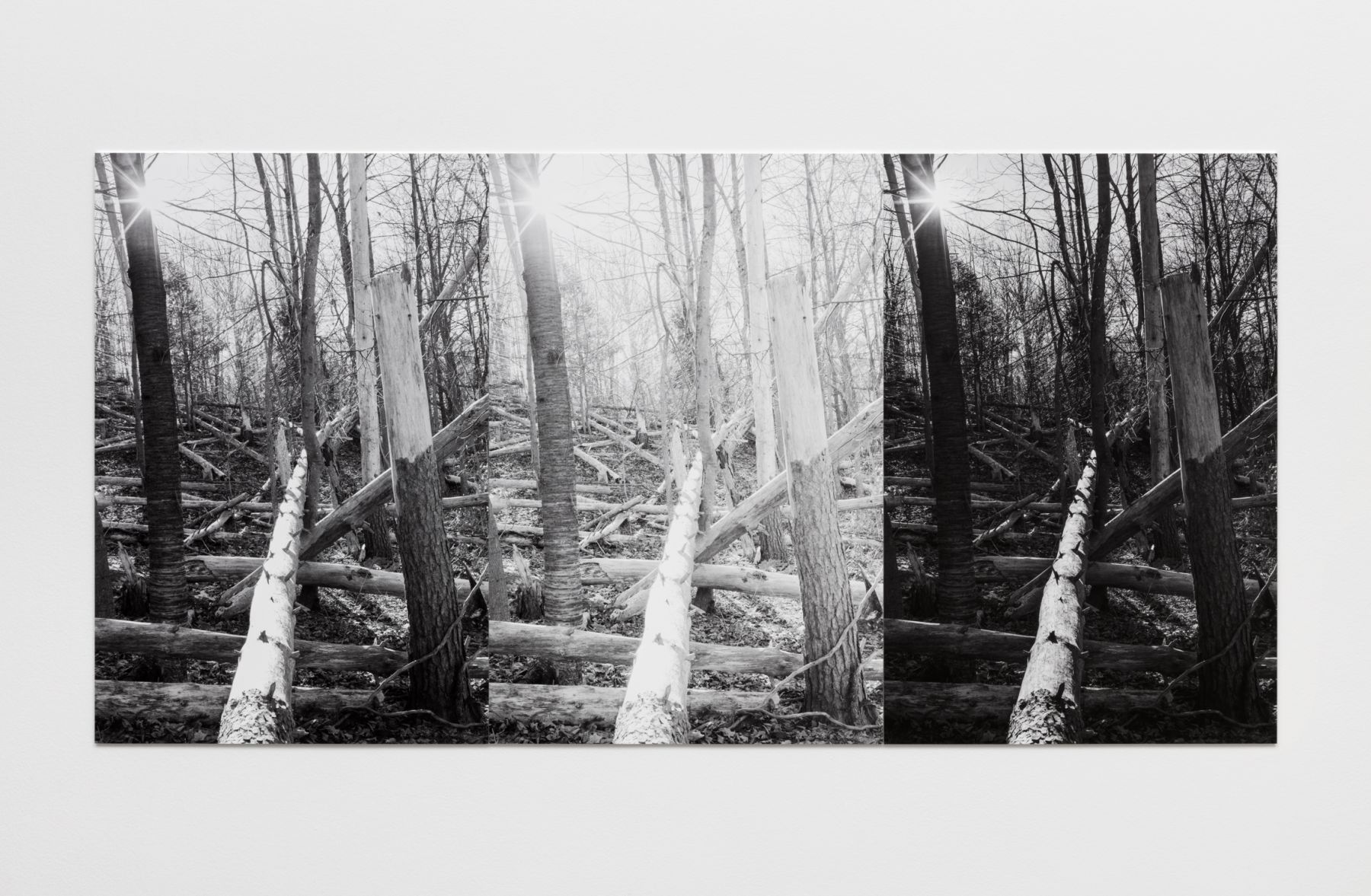 THREE FELLED TREES
