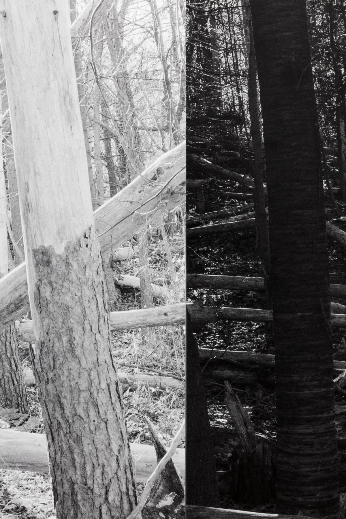 THREE FELLED TREES