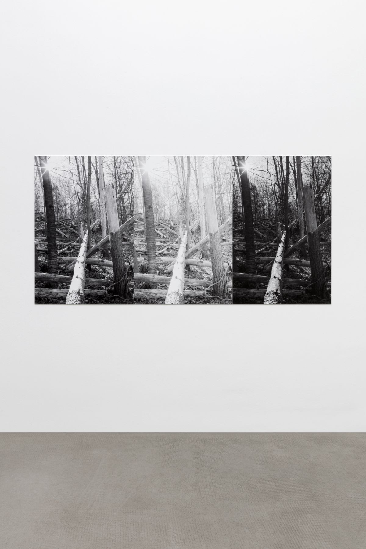 THREE FELLED TREES