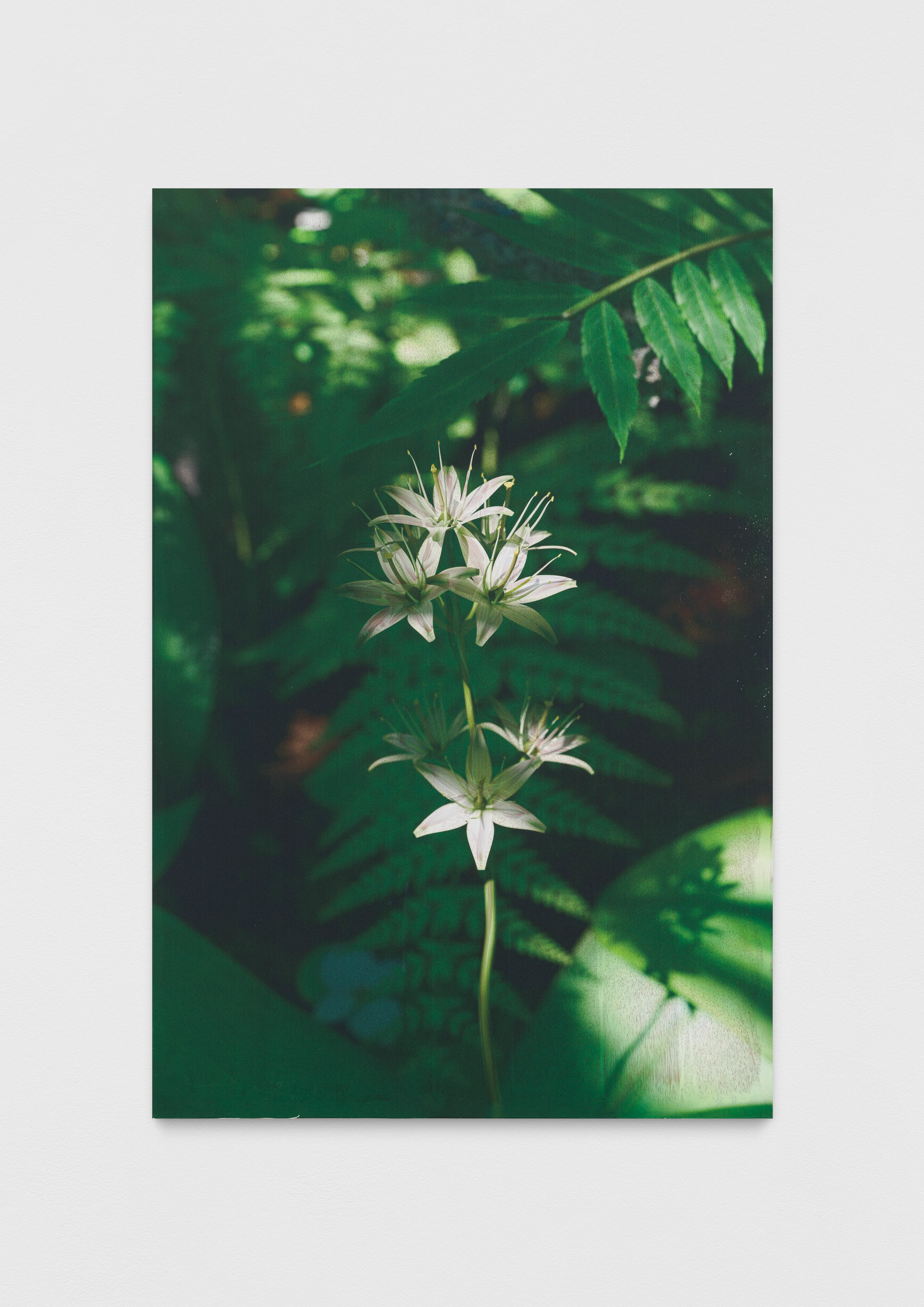 Untitled (natural origin, 8)