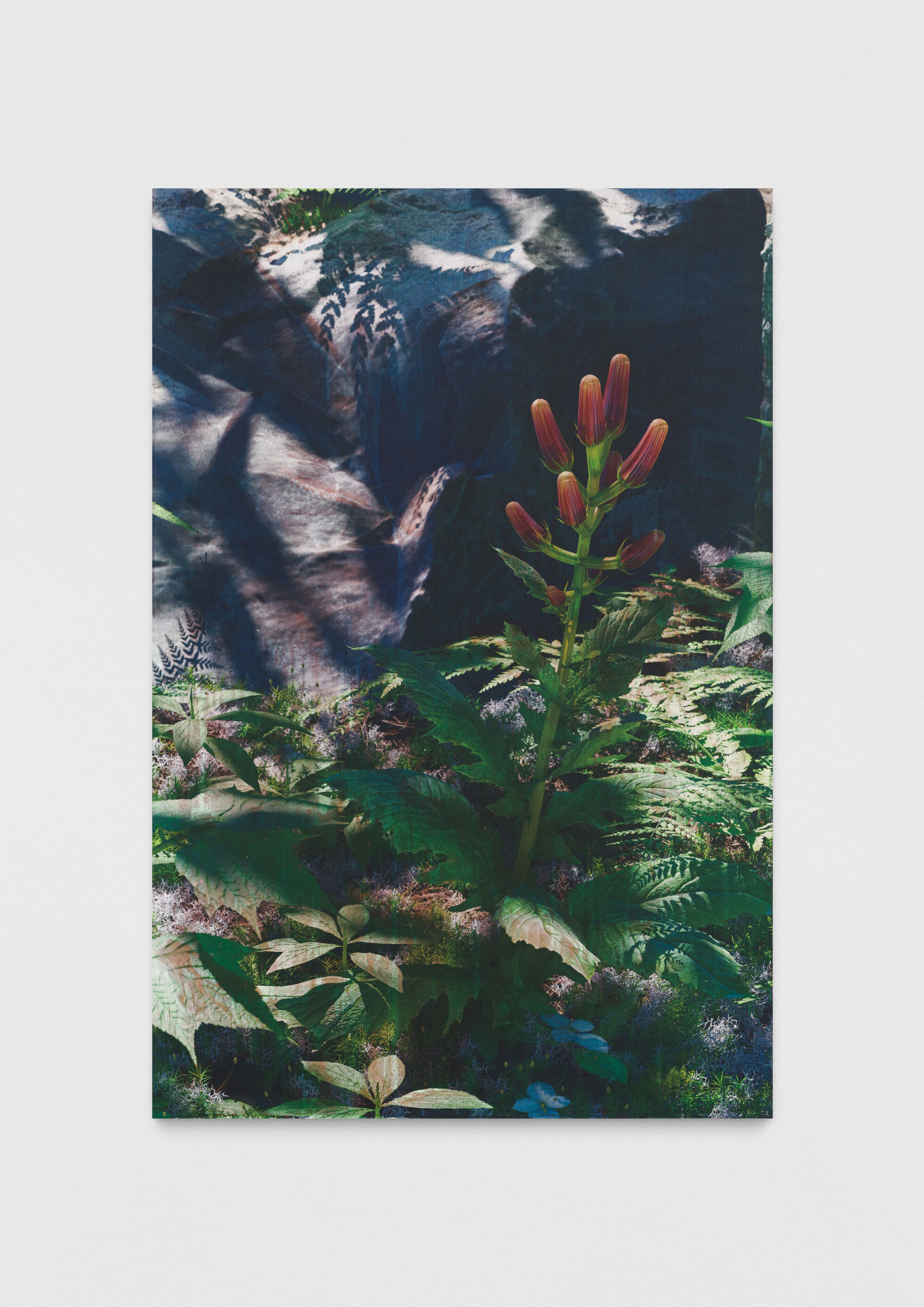 Untitled (natural origin, 5)