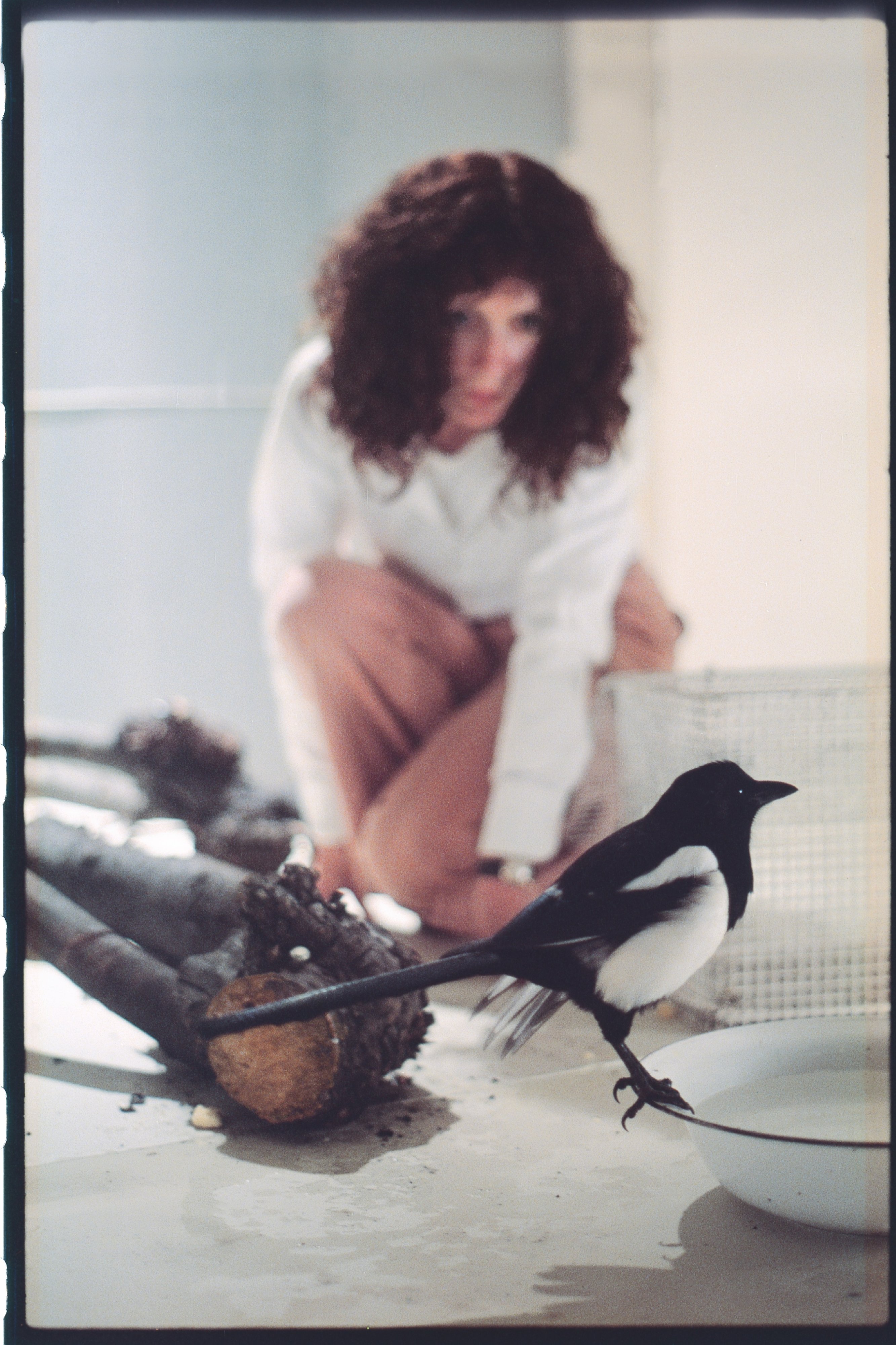 One for Sorrow, Two for Joy