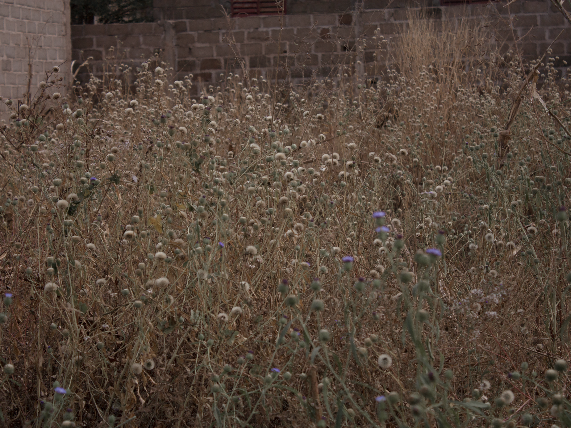 Astrid’s Land