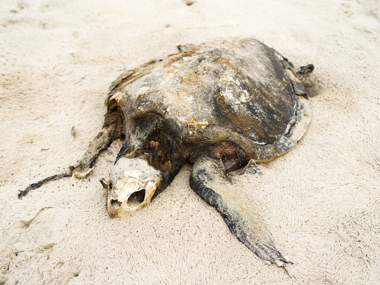 La Tortue