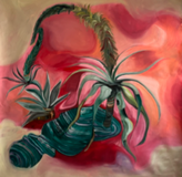 Agave Obscura