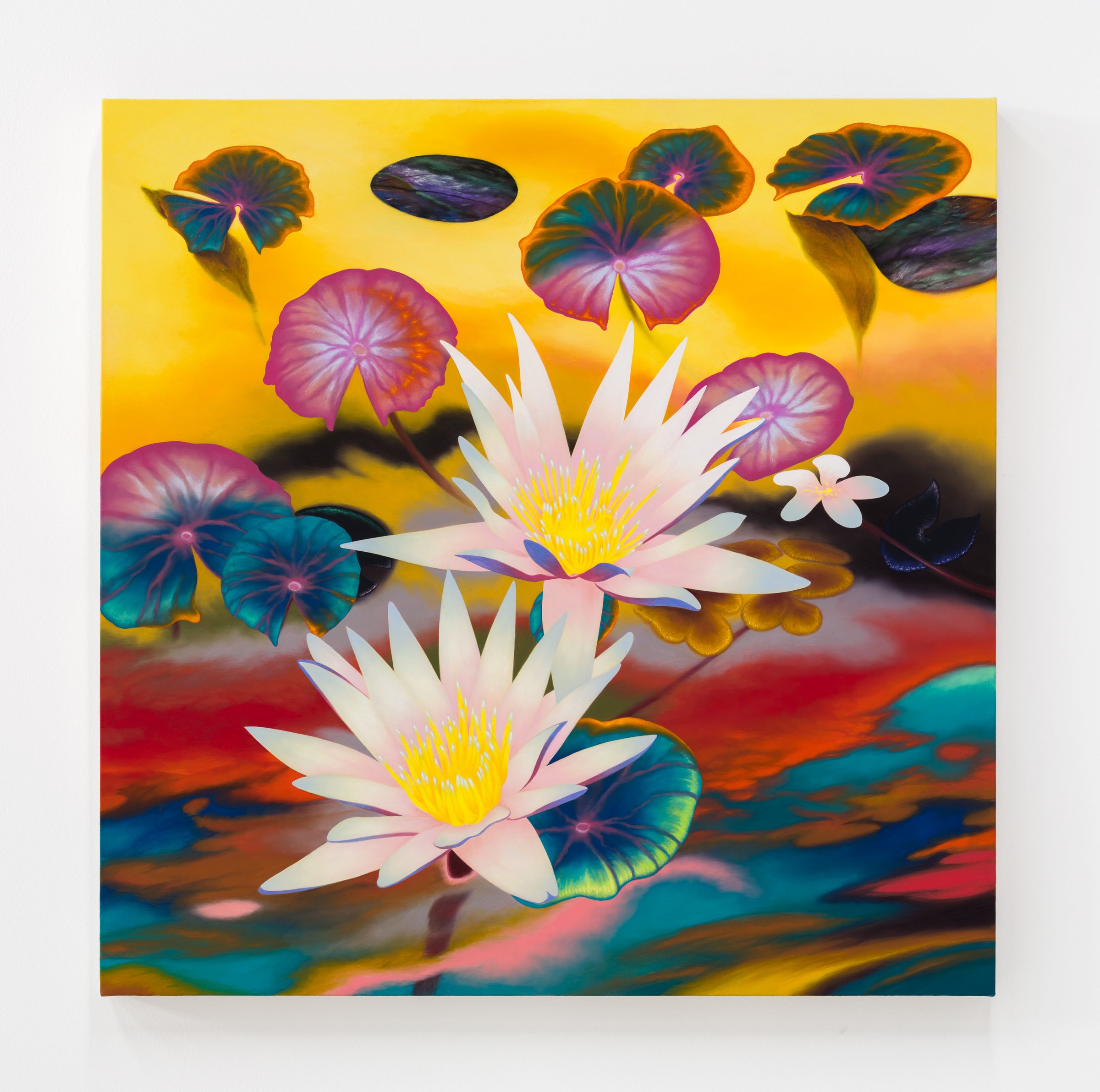 Nymphaea