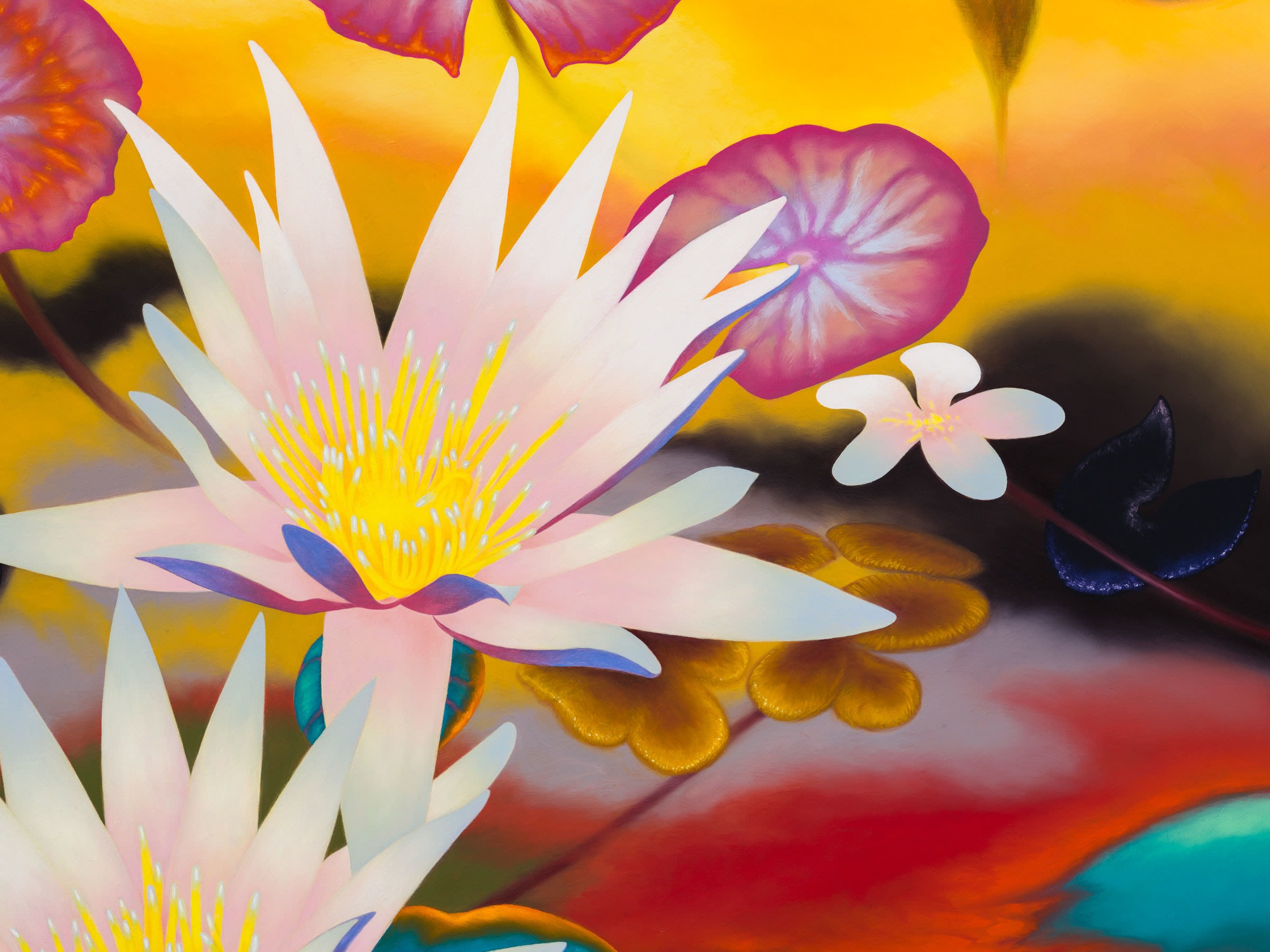 Nymphaea