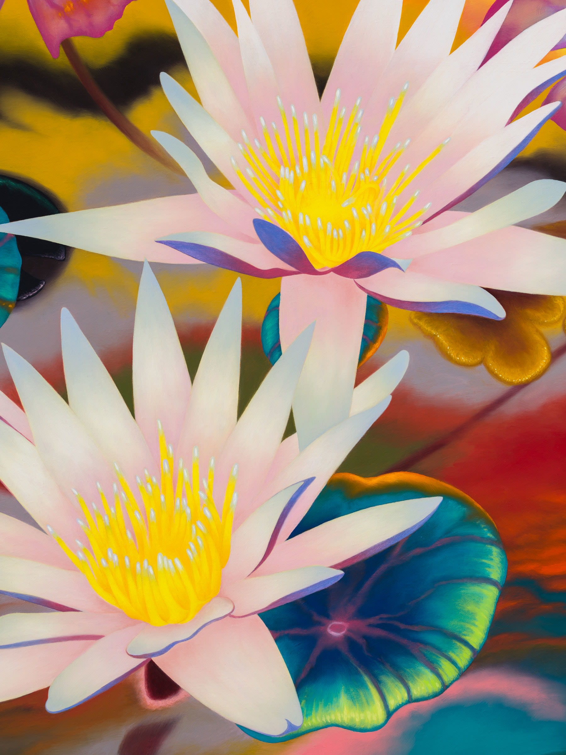 Nymphaea