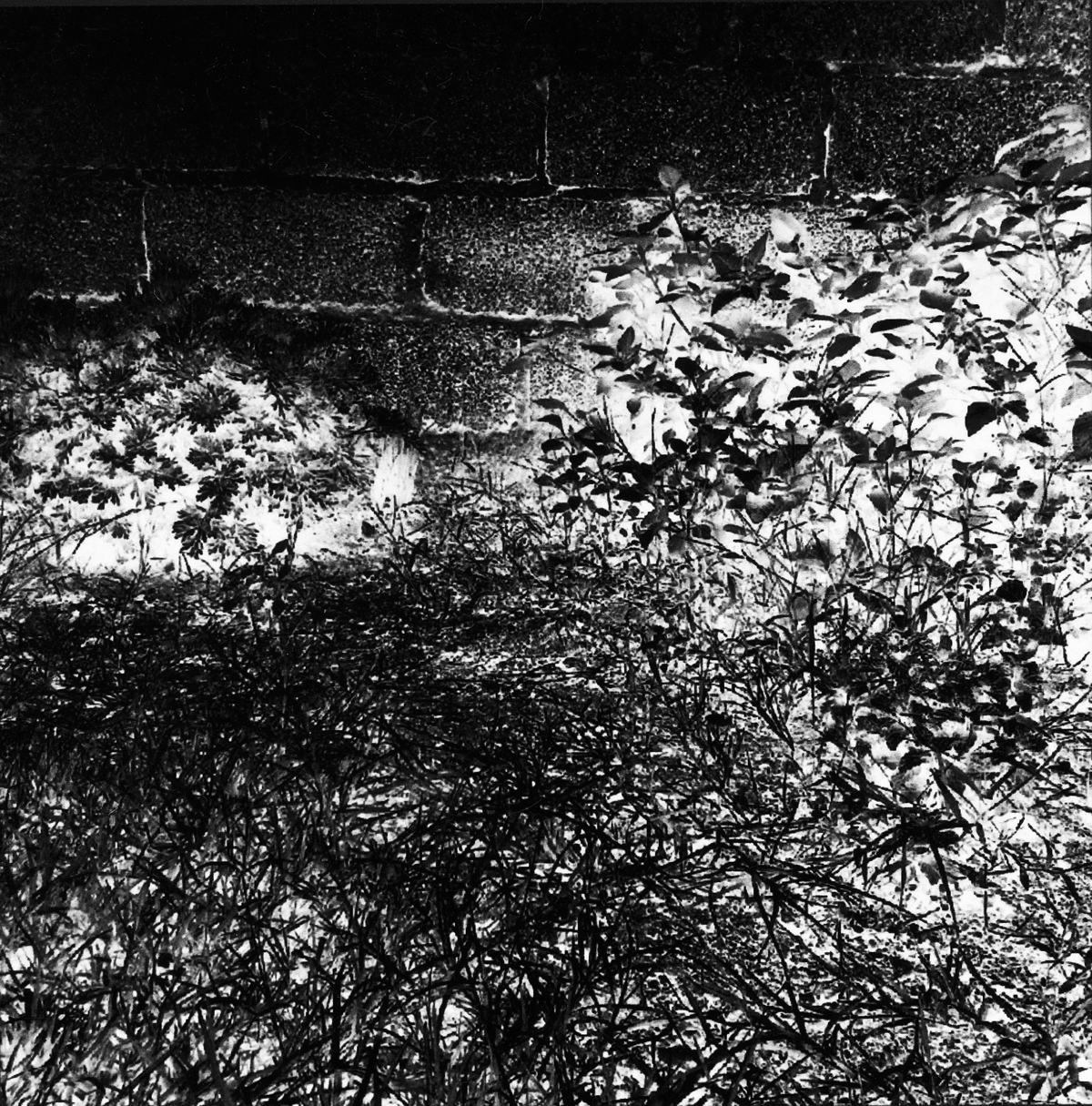 Untitled from the series Sabela Uyabizwa