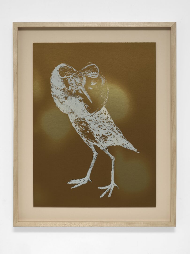 Unresolved Shadows (Ibis)