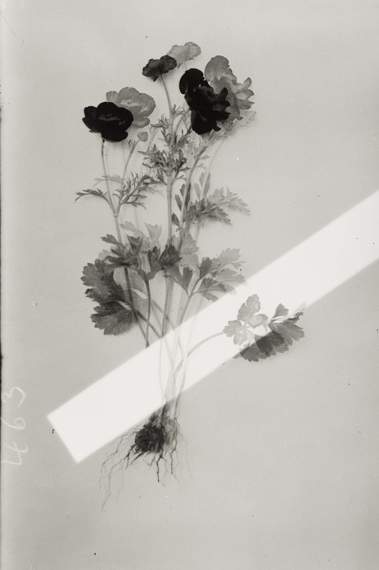 Red Ranunculus,  (Version III)