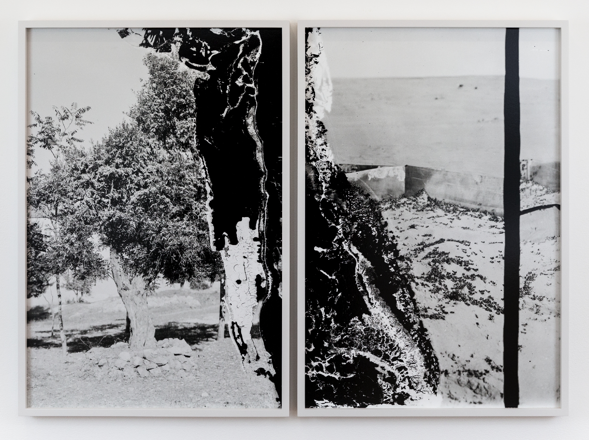 Olive Tree and Wall to Stop Locusts,  (Diptych)