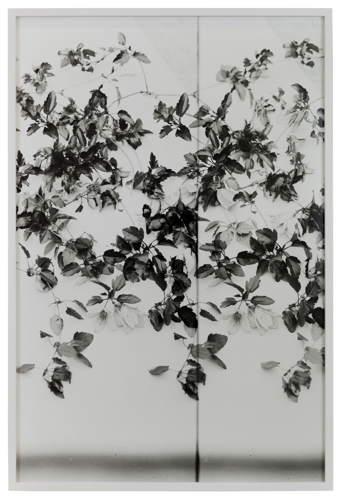 Clematis,  (Version III)