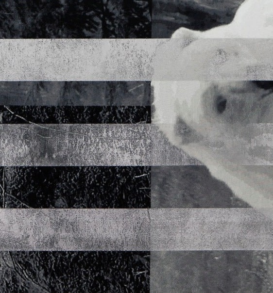 Hidden Until Circumstances Are Suitable (Polar Bear and Wolf)