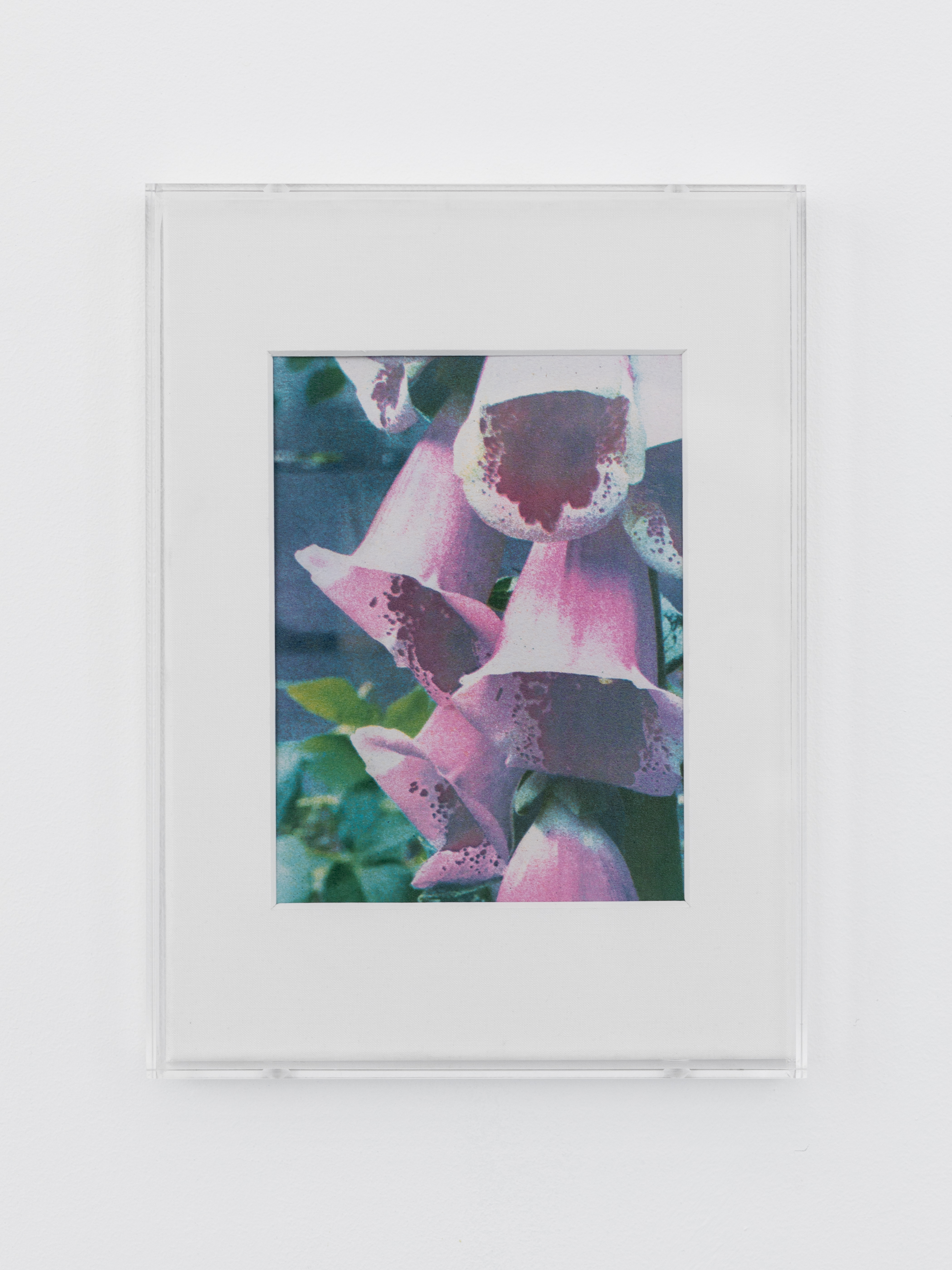 Growth (Foxglove)