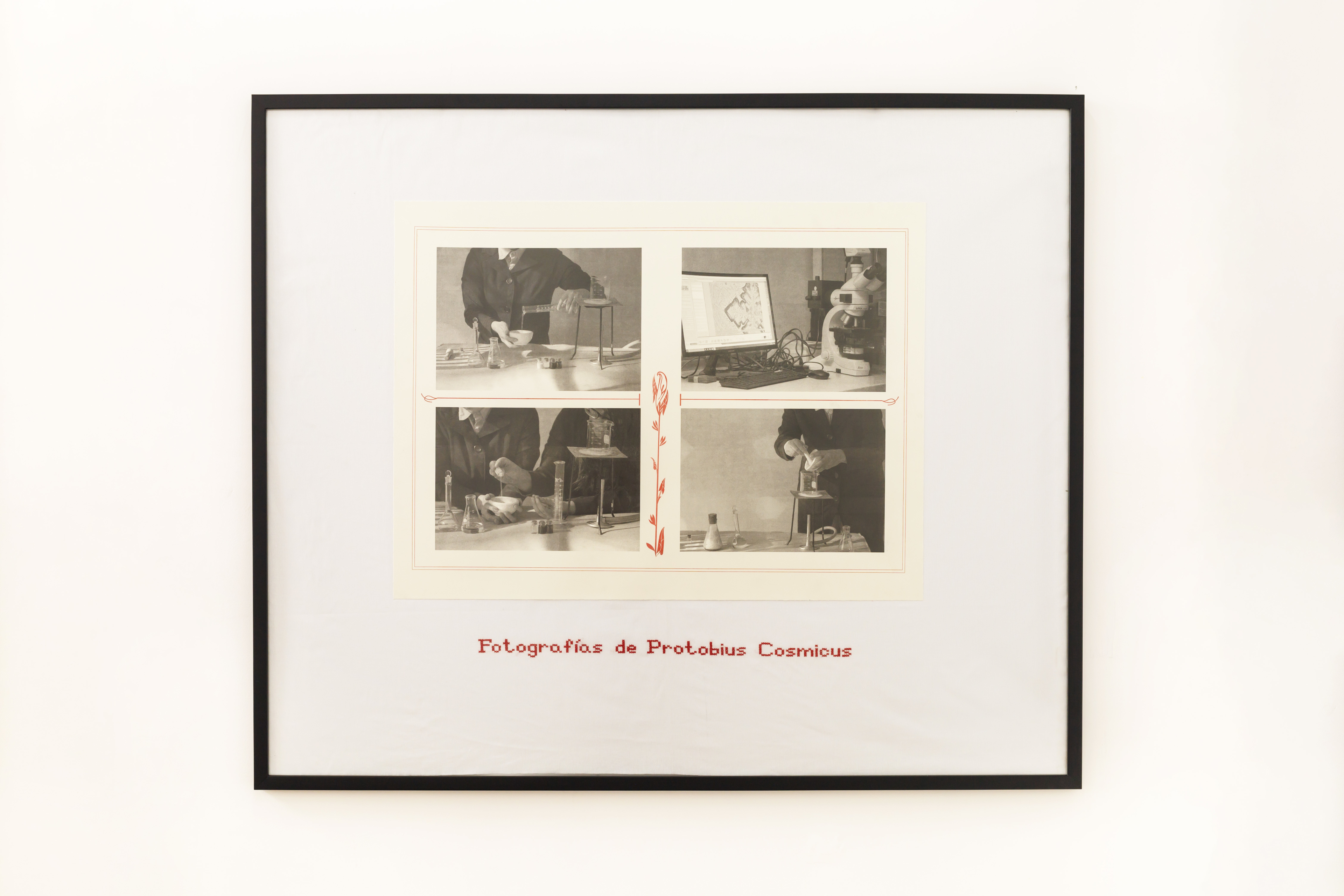 Photographs of Protobius Cosmicus