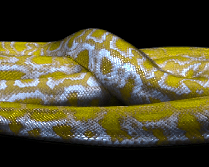 L'Œil du Python