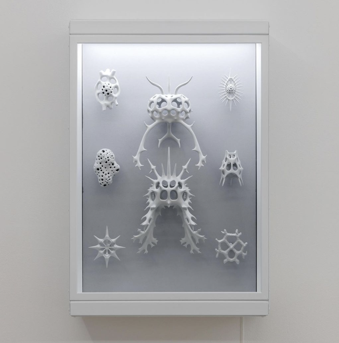 Vitrine (Radiolaria After Haeckel)