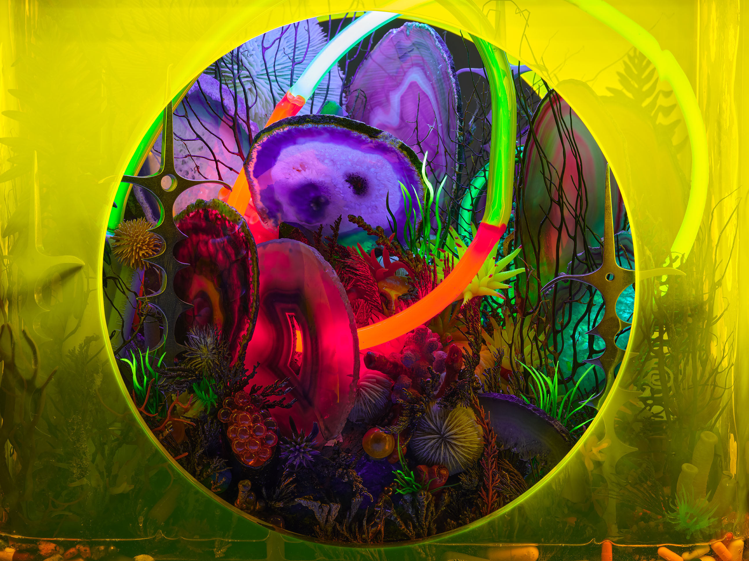 Versicolor Mouth of the Counselor to the Gods